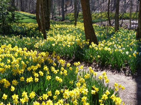 garden photo   day mar   garden  daffodils dream