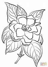Gardenia Drawing Flower Coloring Pages Flowers Para Colorear Dibujo Printable Imprimir Drawings Gardenias Supercoloring Adult Plants Crafts Category Select Tattoo sketch template