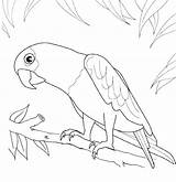 Parrot Coloring Pages Printable Toucan Outline Drawing Bird Print Parrots Drawings Procoloring Robin Toco Colouring Kids Getdrawings Parot Red Clipart sketch template