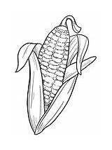 Cob Maize sketch template