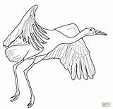 Coloring Crane Whooping Pages Fly Drawing Printable Color Ichabod Siberian Cranes Origami Template Print Getcolorings Drawings Categories Supercoloring sketch template
