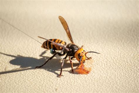 What Are Asian Giant Hornets And Are They Really That Dangerous The