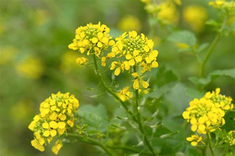 grow  care   mustard plant