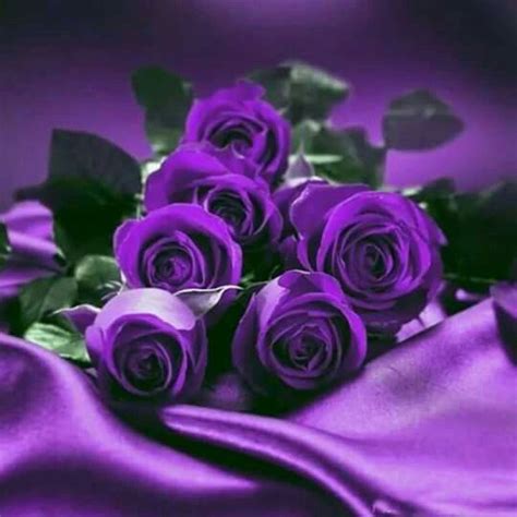 purple roses on purple satin sheet purple flowers