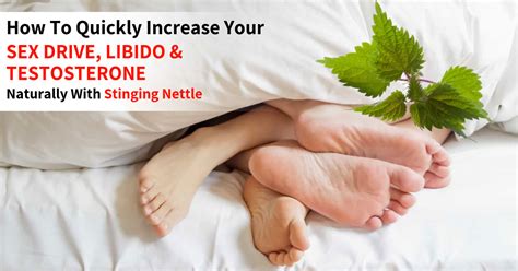 how to increase sex drive libido and testosterone with stinging nettle