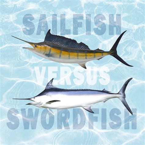 sailfish  swordfish   differences tastylicious
