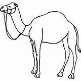 Camel Outline Animals Drawing Clipart Coloring Line Standing Camels Clip Drawings Pages Printable Kingfisher Easy Elephant Kids Draw Animal Print sketch template