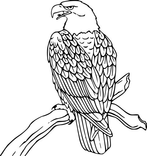 drawing  senior citizen animal coloring pages pyrography