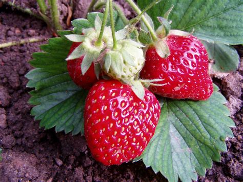 erdbeeren tipps zur beetanlage native plants gartenblog