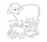 Sheep Mother Lamb Coloring Pages sketch template