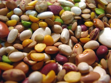 bean    bean    question legumes lectins