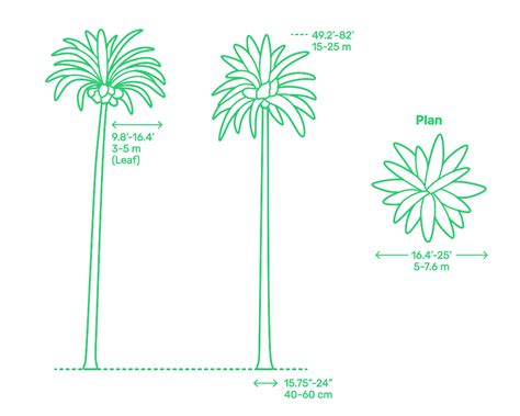 date palm phoenix dactylifera dimensions drawings dimensionscom