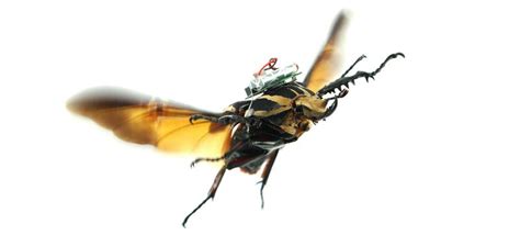 mad scientists   remote controlled cyborg beetle  replace drones