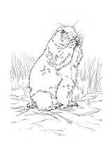 Prairie Dog Coloring Pages Tailed Printable Realistic Colorings Color Drawing Ies Category Getcolorings Supercoloring sketch template