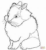 Coloring Rabbit Pages Bunny Realistic Lionhead Lion Drawing Headed Head Rabbits Line Getdrawings Simple Colorings Getcolorings Drawings Printable Public sketch template