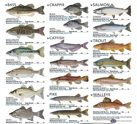 types  fish freshwater fishing