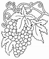 Grape Coloring Vine Pages Grapes Vines Para Fruit Color sketch template