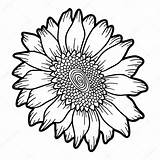 Sunflower Coloring Book Flower Vector Drawing Stock Pages Depositphotos sketch template