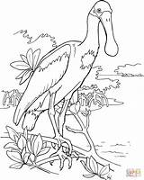 Spoonbill Roseate Coloring Pages Drawing Bird Animal Clipart Supercoloring Printable Outline Gif Cliparts Pink Birds Book Choose Board Color Watercolor sketch template