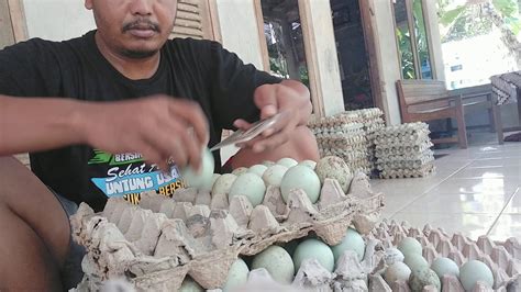Telur Bebek Youtube