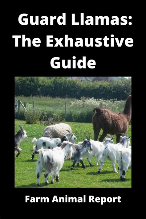 guard llamas  exhaustive guide