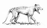Thylacine Coloring Pages Color Animals Animal Sheet sketch template