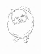 Spitz Coloring Pages sketch template