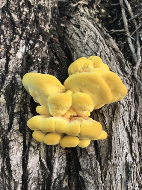 yellow tree fungus rpics
