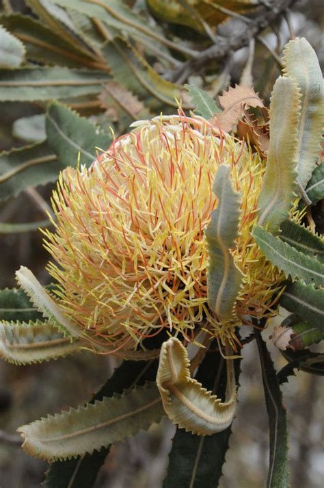 australian native flora images  pinterest unusual