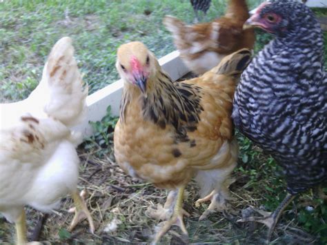 10 Week Old Buff Brahma Sex Backyard Chickens