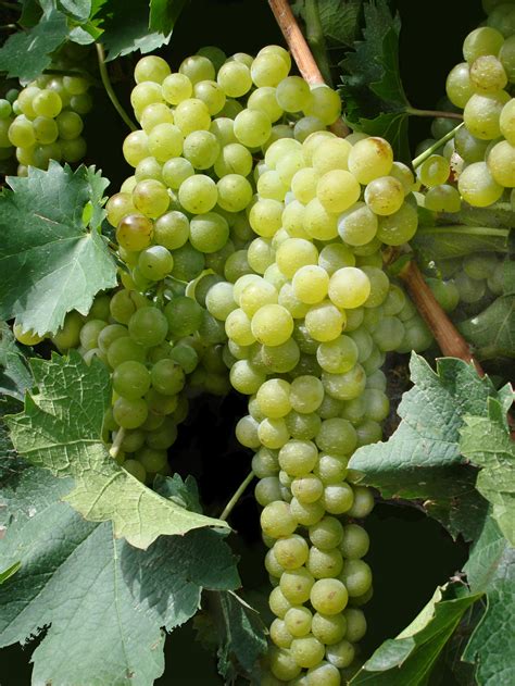 filegreen grapes  posterjpg wikimedia commons