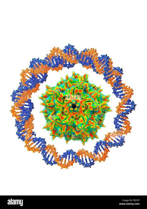 Adeno Associated Virus Wrapped Around By A Circular Dna Str Computer