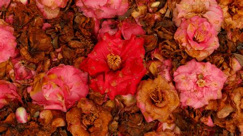 Download Wallpaper 1920x1080 Camellia Dry Flowers