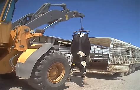 Video Shows Alleged Abuse Of Cows At New Mexico Dairy Cbs News