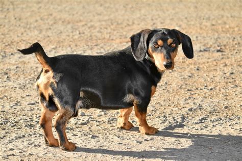 dachshund dog breed facts information rovercom