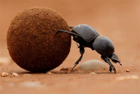 magnificent flightless dung beetle shamwari