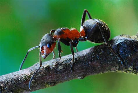 rote waldameise formica rufa foto bild tiere wildlife insekten