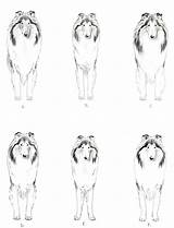 Collie Rough Collies sketch template