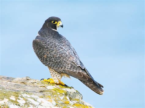 peregrine falcon celebrate urban birds