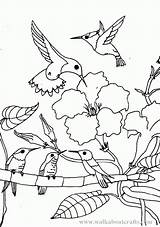 Coloring Pages Printable Hummingbird Cocrico Bird Getcolorings Template sketch template