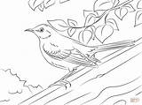 Mockingbird Coloring Northern Pages Tree Trunk Printable Color Nothern Birds Drawing Version Click Drawings Designlooter Public Categories sketch template