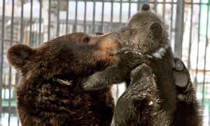 from russia with love the doting father bear who can t help cuddling