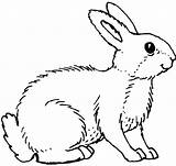 Lapin Kelinci Lapins Rabbit Mewarnai Konijn Hewan Kleurplaten Colorier Paud Ordinateur Topkleurplaat Alifiah Sketsa Terbaru Disimpan sketch template