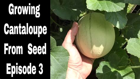 growing cantaloupes  seed episode  youtube