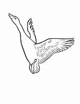 Flying Bojanke Ptice Ptica 2550 sketch template