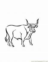 Ox Coloring Drawing Clipart Bull Clip Getdrawings Pages Library Webstockreview sketch template