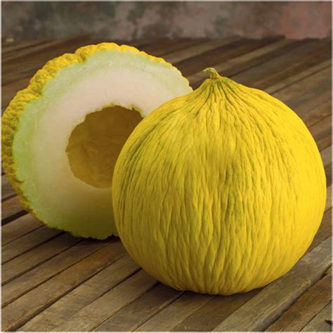 golden beauty casaba melon seeds cucumis melo seed  llc