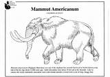 Mammut Mamut Americano Mammoet Malvorlage Kleurplaat Amerikaanse Amerikanisches Mammoth Kleurplaten Stampare Herunterladen Schulbilder sketch template