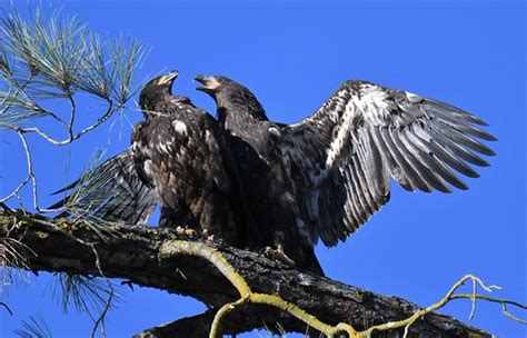 juvenile bald eagles  pair  juvenile bald eagles  lak flickr