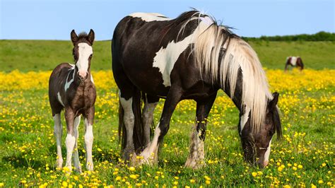 horse  foal   field  flowers